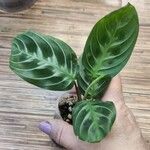 Maranta leuconeuraList