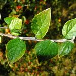 Cotoneaster dielsianus ഇല