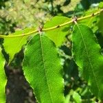 Zanthoxylum clava-herculis Leaf