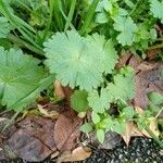 Geranium argenteum Leaf