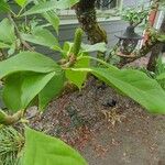 Magnolia liliiflora 葉