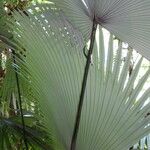 Kerriodoxa elegans Hoja