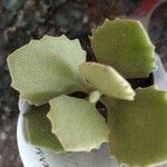 Kalanchoe millotii Leaf