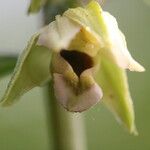 Epipactis muelleri Blüte