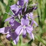 Veronica orsiniana Blüte