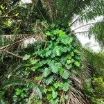 Philodendron lacerum Blad