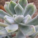 Echeveria pulvinata List