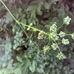 Physospermum cornubiense Flower