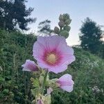 Alcea setosaFlower