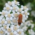 Achillea millefolium Çiçek