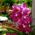 Vanda coerulescens Hábito