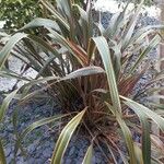 Phormium tenax Лист