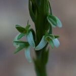 Platanthera elegans Fiore