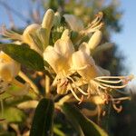 Lonicera biflora Flors