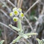 Helichrysum globosum Fiore
