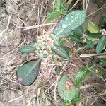 Euphorbia heterophyllaFlower