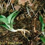 Goodyera repens Облик