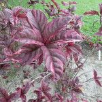 Alternanthera brasiliana Leaf