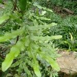 Lygodium microphyllum Φύλλο