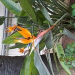 Strelitzia reginae Frunză