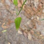 Smilax auriculata Folio