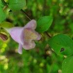 Abelia engleriana Flower