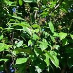 Prunus laurocerasus Elinympäristö