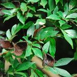 Cynometra mannii Blatt