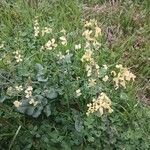 Brassica barrelieri Habitat