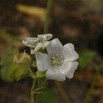 Malva hispanica Blomma