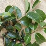 Cryptostegia grandiflora Leaf