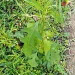 Crassocephalum crepidioides Blatt