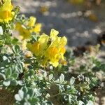 Linaria thymifolia Hoja