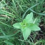 Galium scabrum Leaf