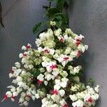 Clerodendrum thomsoniae花