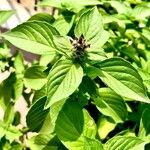 Ocimum × africanum List