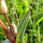 Gentianella amarella Leaf