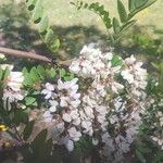 Robinia pseudoacacia Flor