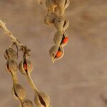 Erythrina abyssinica Fruit