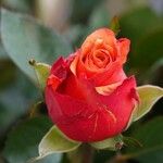 Rosa pendulina Flower