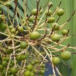 Sabal palmetto Fruit