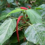 Acalypha hispida Muu