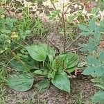 Plantago majorList