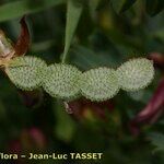 Hedysarum glomeratum Fruit