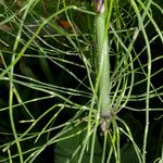 Equisetum giganteum Ліст