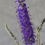 Veronica longifolia 花