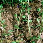 Veronica acinifolia Pokrój