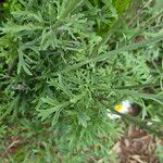 Tanacetum cinerariifolium Flor