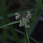 Scirpus atrovirens Fula
