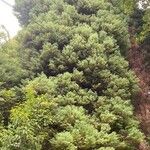 Cryptomeria japonica Хабит